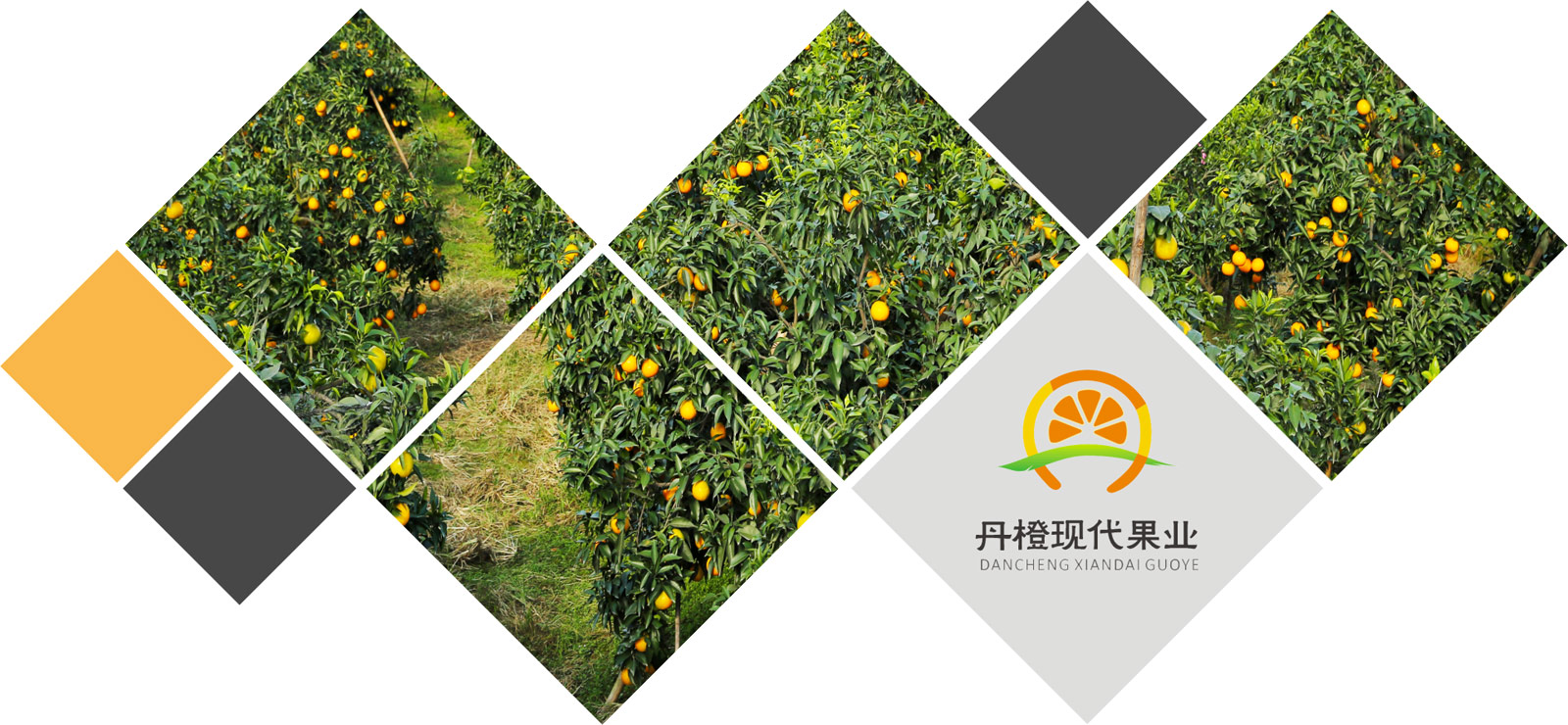 公司介绍