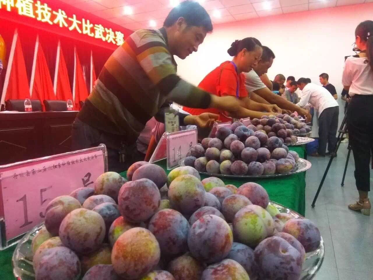 脆红李比赛现场.jpg
